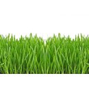 Green Basic ® Pulver | vegan